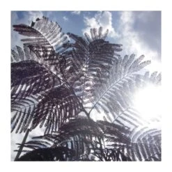 Albizia Julibrisin Summer Chocolate -Suministros De Jardineria Ventas 2024 albizia julibrisin summer chocolate 3