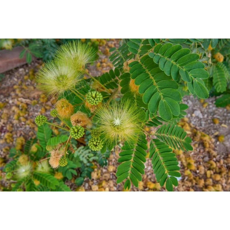 Albizia Lebbeck EJEMPLAR 3 Albizia Lebbeck EJEMPLAR