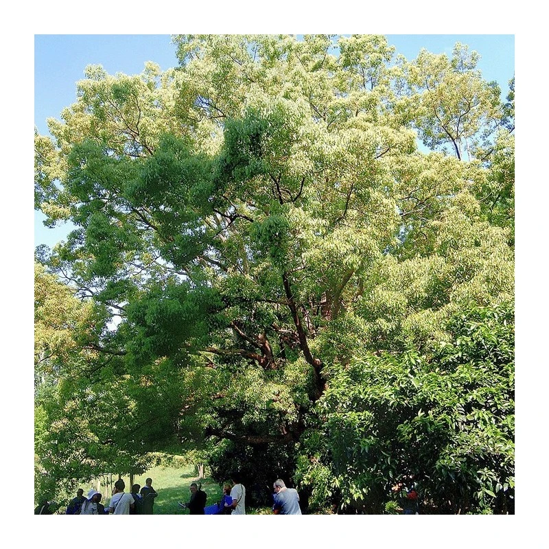 Alcanforero 3 Alcanforero