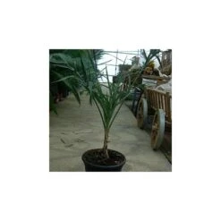 Allagoptera Arenaria