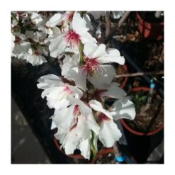 Almendro Guara -Suministros De Jardineria Ventas 2024 almendro gaura 2