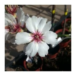 Almendro Glorieta -Suministros De Jardineria Ventas 2024 almendro glorieta 4