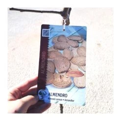 Almendro Mollar -Suministros De Jardineria Ventas 2024 almendro mollar 2