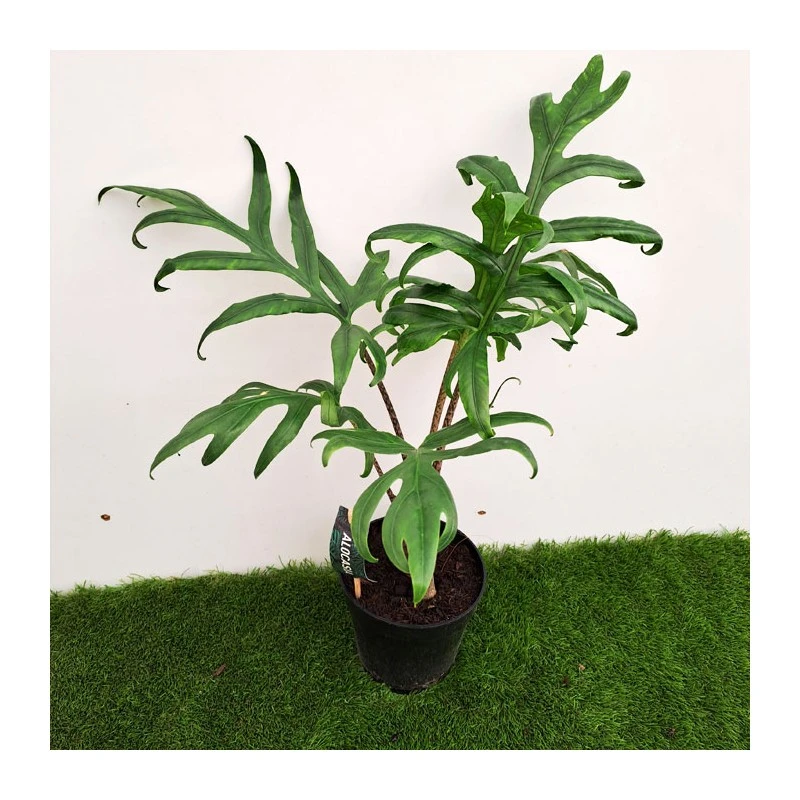 Alocasia Brancifolia Pink Passion 4 Alocasia Brancifolia Pink Passion - Imagen 2