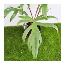 Alocasia Brancifolia Pink Passion 7 Alocasia Brancifolia Pink Passion -Suministros De Jardineria Ventas 2024 alocasia brancifolia pink passion 2