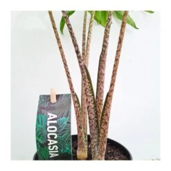 Alocasia Brancifolia Pink Passion