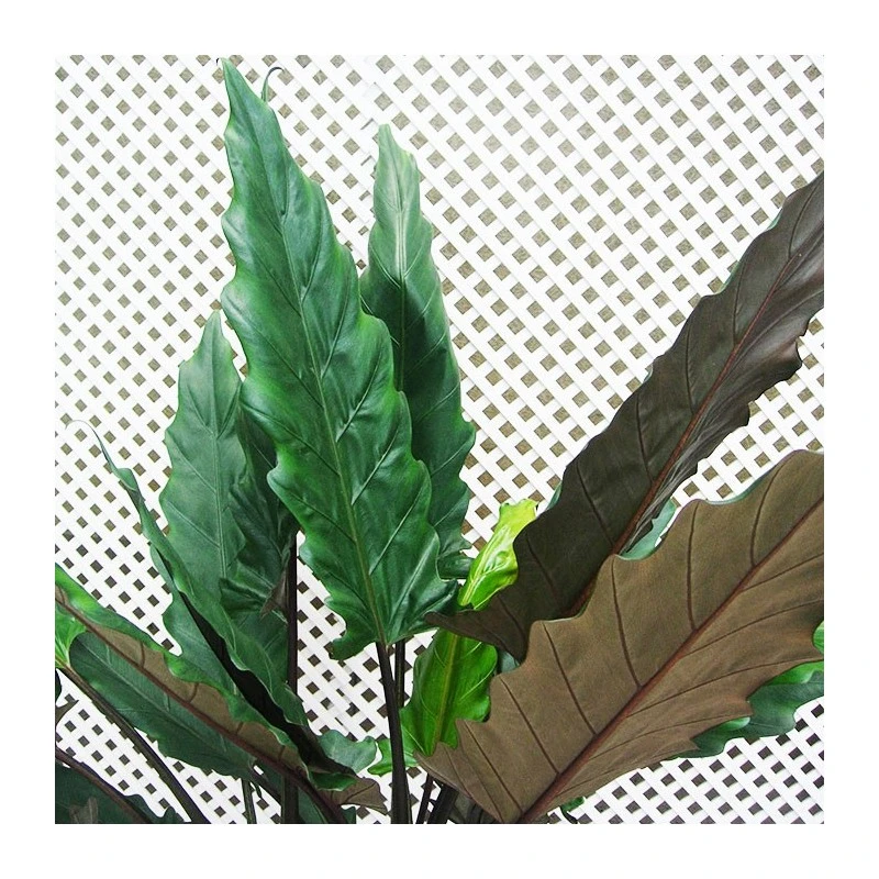 Alocasia. Alocasia Lauterbachiana 4 Alocasia. Alocasia Lauterbachiana - Imagen 2