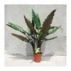 Alocasia. Alocasia Lauterbachiana -Suministros De Jardineria Ventas 2024 alocasia lauterbachiana