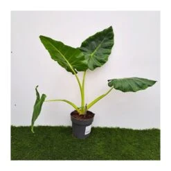 Alocasia Lutea -Suministros De Jardineria Ventas 2024 alocasia lutea 1