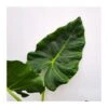 Alocasia Lutea 1 Alocasia Lutea -Suministros De Jardineria Ventas 2024 alocasia lutea