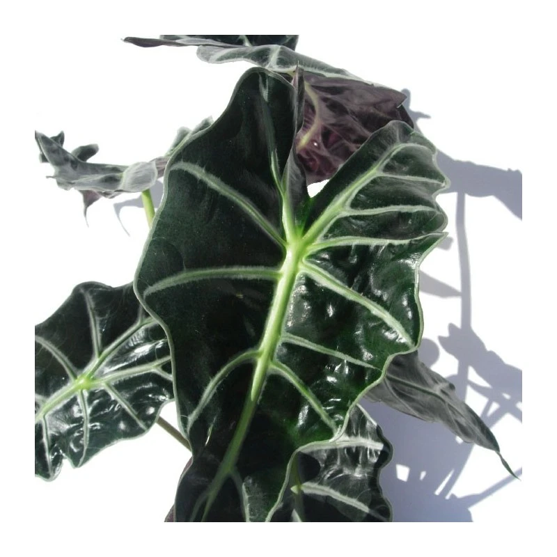 Alocasia Polly 4 Alocasia Polly - Imagen 2