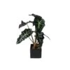 Alocasia Polly -Suministros De Jardineria Ventas 2024 alocasia polly
