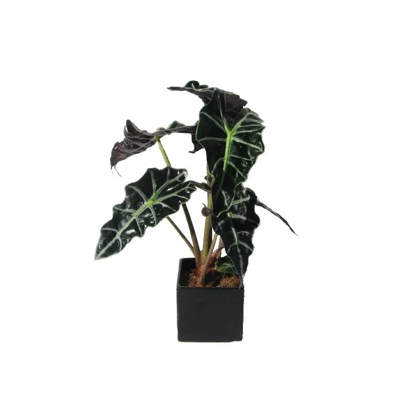 Alocasia Polly 3 Alocasia Polly