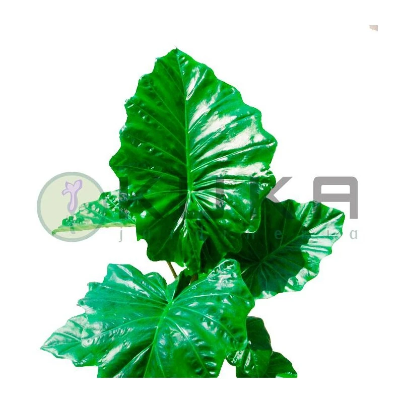 Alocasia Portodora 4 Alocasia Portodora - Imagen 2