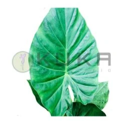 Alocasia Portodora