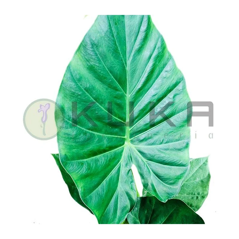 Alocasia Portodora 3 Alocasia Portodora