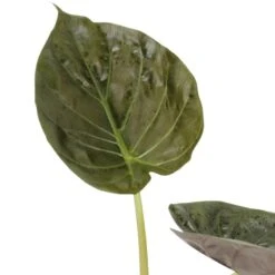 Alocasia Wentii -Suministros De Jardineria Ventas 2024 alocasia wentii 1