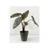 Alocasia Sara Yucatan Princess -Suministros De Jardineria Ventas 2024 alocasia yucatan princess