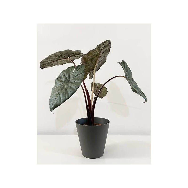 Alocasia Sara Yucatan Princess 3 Alocasia Sara Yucatan Princess