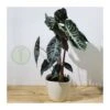 Alocasia Pink Dragon -Suministros De Jardineria Ventas 2024 alocasia zebrina