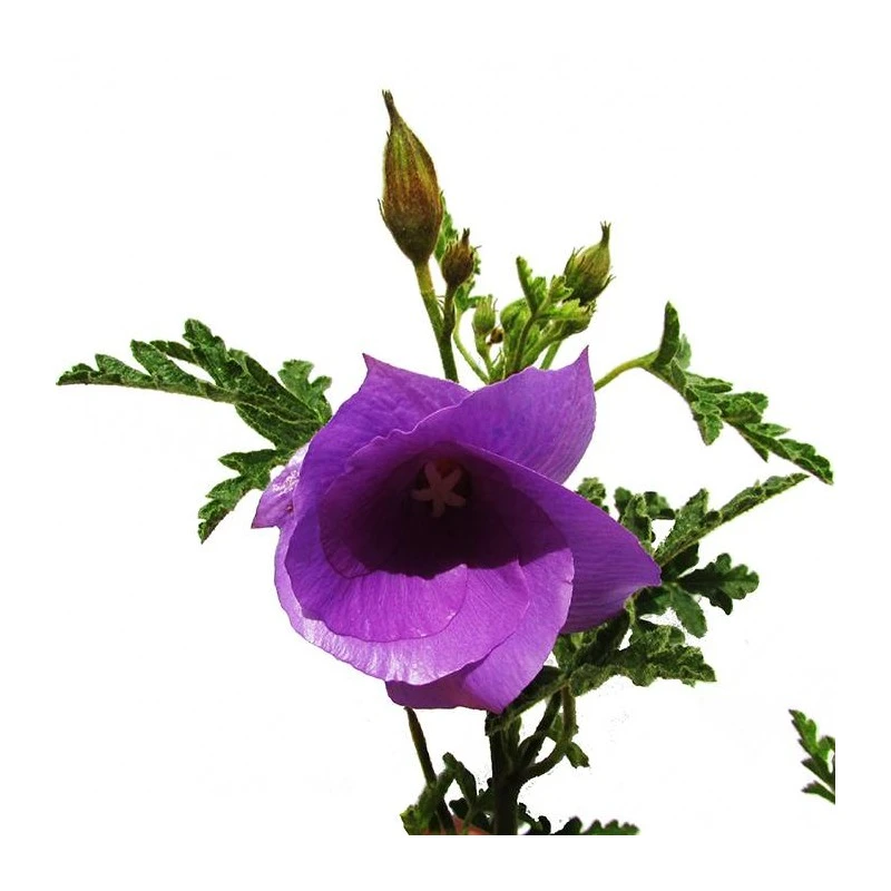 Alyogine Huegelii 4 Alyogine Huegelii - Imagen 2