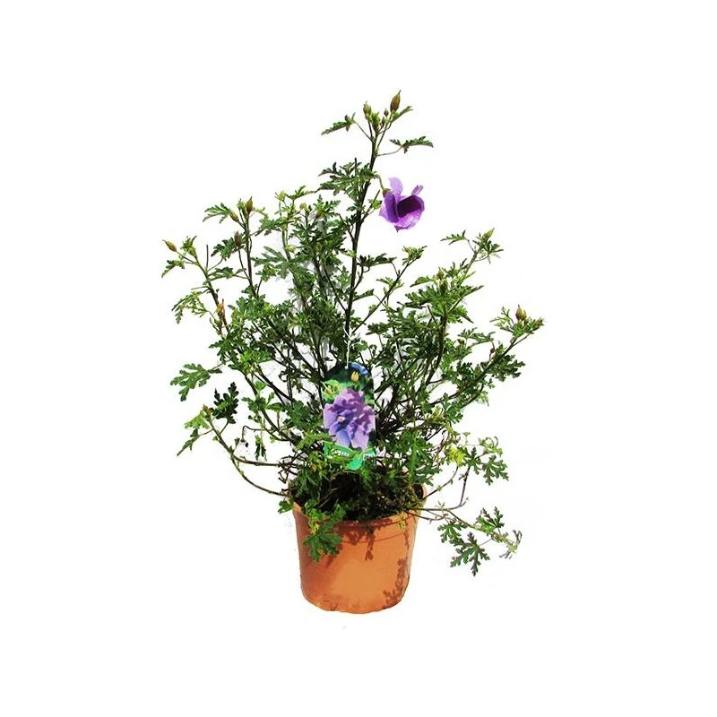 Alyogine Huegelii 3 Alyogine Huegelii