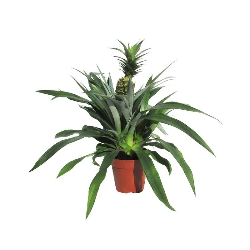 Ananas Champaca 3 Ananas Champaca