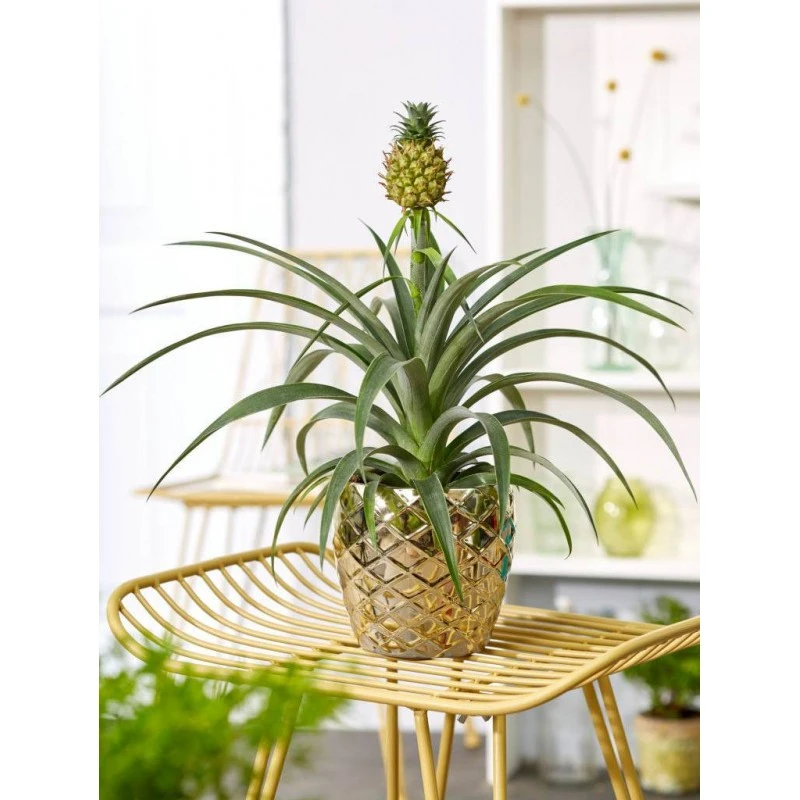 Ananas Corona 3 Ananas Corona