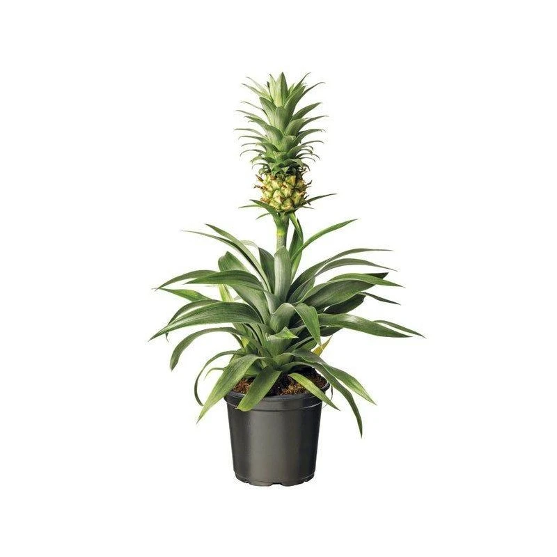 Ananas Corona 4 Ananas Corona - Imagen 2