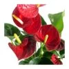 Anthurium Andreanum Variado Sin Flor COMPRA 2 Y PAGA 1 1 Anthurium Andreanum Variado Sin Flor COMPRA 2 Y PAGA 1 -Suministros De Jardineria Ventas 2024 anthurium andreanum