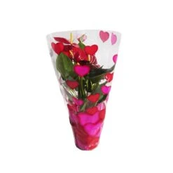 Anthurium Andreanum Variado Sin Flor COMPRA 2 Y PAGA 1 -Suministros De Jardineria Ventas 2024 anthurium andreanum 2