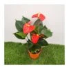 Anthurium Andreanum Orange -Suministros De Jardineria Ventas 2024 anthurium andreanum orange