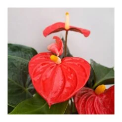 Anthurium Andreanum Orange -Suministros De Jardineria Ventas 2024 anthurium andreanum orange 2