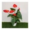 Anthurium Andreanum Red Champion 1 Anthurium Andreanum Red Champion -Suministros De Jardineria Ventas 2024 anthurium andreanum red champion
