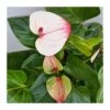 Anthurium Andreaum Mystique -Suministros De Jardineria Ventas 2024 anthurium andreaum mystique