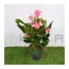 Anthurium Joli Rosa 2 Anthurium Joli Rosa -Suministros De Jardineria Ventas 2024 anthurium joli