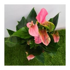 Anthurium Joli Rosa -Suministros De Jardineria Ventas 2024 anthurium joli 2