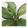 Anthurium Ellipticum Jungle Bush 2 Anthurium Ellipticum Jungle Bush -Suministros De Jardineria Ventas 2024 anthurium jungle bush
