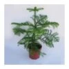 Araucaria Excelsa EJEMPLAR -Suministros De Jardineria Ventas 2024 araucaria excelsa