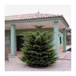 Araucaria Excelsa EJEMPLAR -Suministros De Jardineria Ventas 2024 araucaria excelsa 2