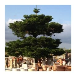 Araucaria Excelsa EJEMPLAR -Suministros De Jardineria Ventas 2024 araucaria excelsa 3