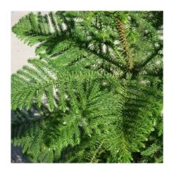 Araucaria Excelsa -Suministros De Jardineria Ventas 2024 araucaria excelsa 5