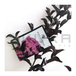 Árbol De Júpiter Black Diamond -Suministros De Jardineria Ventas 2024 arbol de jupiter black diamond 1