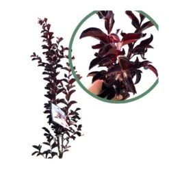 Árbol De Júpiter Black Diamond -Suministros De Jardineria Ventas 2024 arbol de jupiter black diamond 2