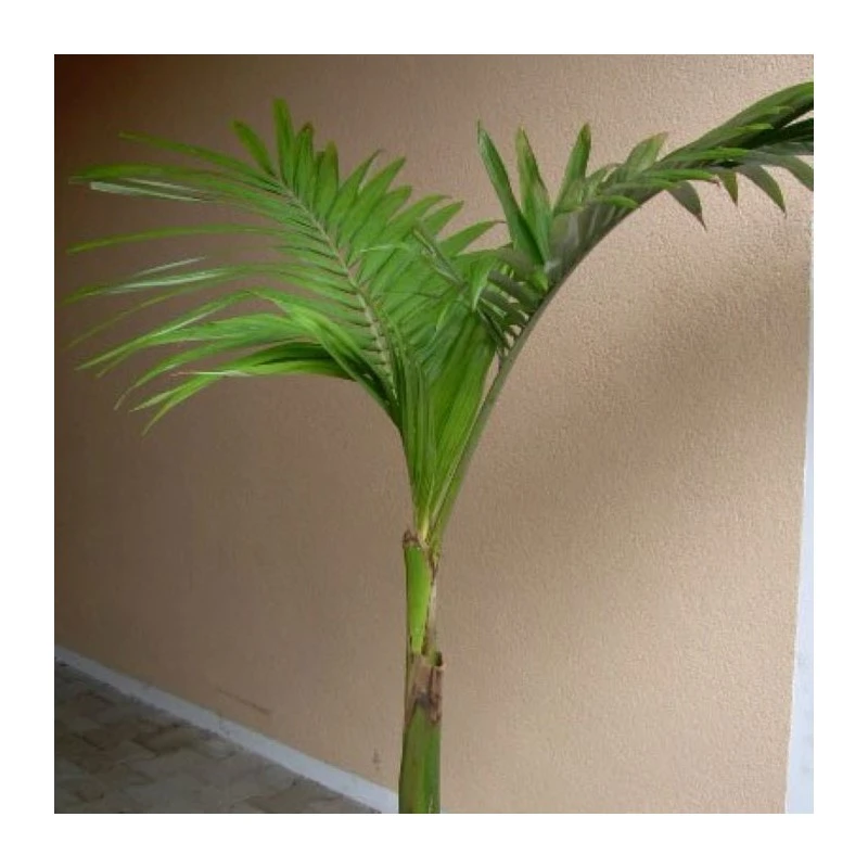 Archontophoenix Alexandrae 3 Archontophoenix Alexandrae