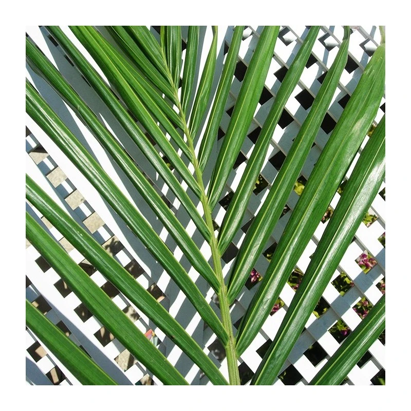 Archontophoenix Cunninghamiana 4 Archontophoenix Cunninghamiana - Imagen 2