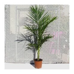 Archontophoenix Cunninghamiana