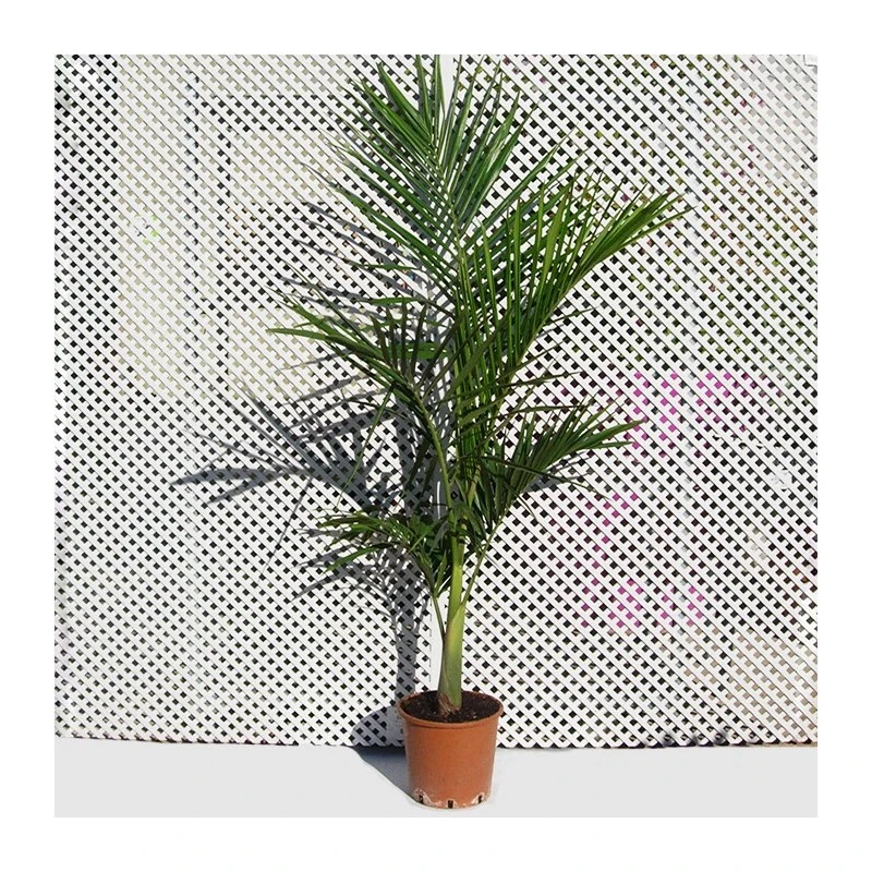 Archontophoenix Cunninghamiana 3 Archontophoenix Cunninghamiana