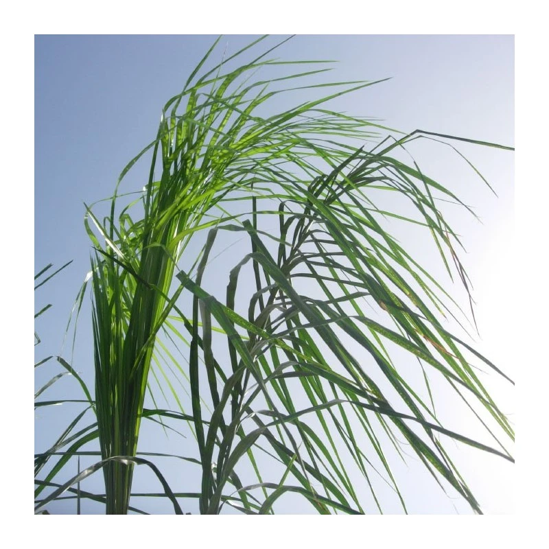 Arecastrum Romanzoffianum EJEMPLAR 4 Arecastrum Romanzoffianum EJEMPLAR - Imagen 2