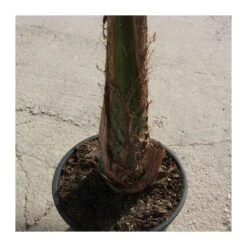 Arecastrum Romanzoffianum EJEMPLAR 8 Arecastrum Romanzoffianum EJEMPLAR -Suministros De Jardineria Ventas 2024 arecastrum romanzoffianum grande 2